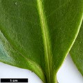 SpeciesSub: subsp. aureodorsale
